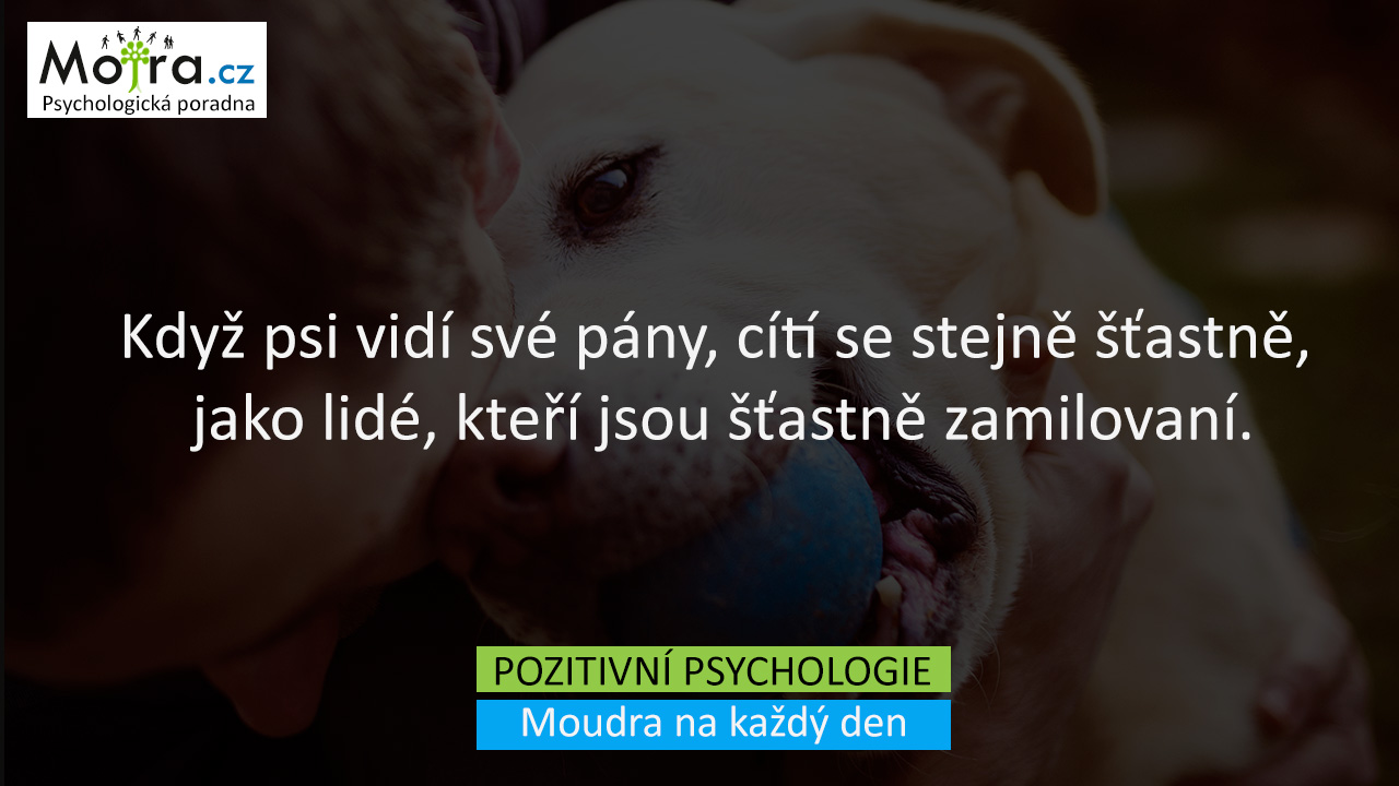 Když psi vidí své pány, cítí se stejně šťastně, jako lidé, kteří jsou šťastně zamilovaní.
